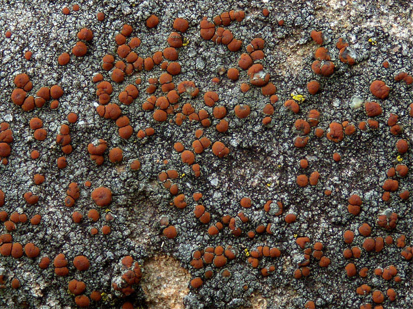 apoteci rossi su arenaria
